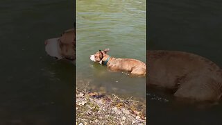 Puppy tries to eat the lake.