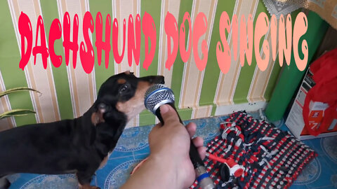 MY DACHSHUND DOG SINGING