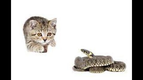 😼 CAT Vs Snake 🐍