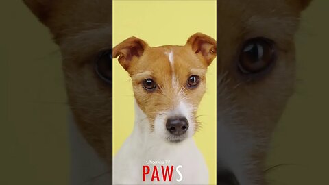 #PAWS Judgmental Doggy