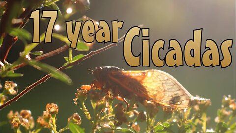 Southern Indiana 2021 17 year Cicadas