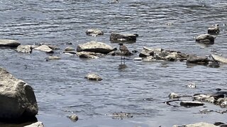 Water fowls Humber River James Gardens Toronto