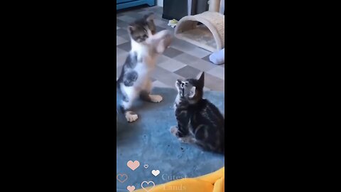 Adorable Kitten Playing - Funny Cat Videos Completions @shorts_Full-HD