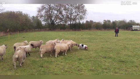 À la rencontre du plus improbable chien de berger