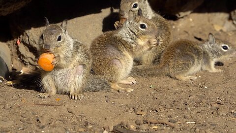 CatTV: Squirrel Mania with Baby Squirrels!