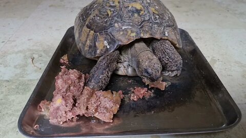 LAND TORTOISE EATING CAT FOOD AS SOURCE OF MEAT PROTEIN. LAND TORTOISES HERBIVORE OR OMNIVORE?