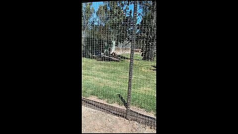 Lion family zoo