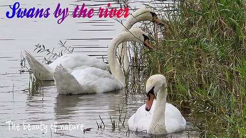Swans at the river feeding / beautiful water birds in nature.