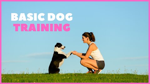 🐕 The Basic Of Dog Training – TOP 10 Essential Commands Every Dog Should Know!