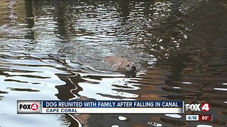 Dog reunited with family after falling in Cape Coral canal
