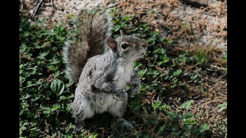 These Squirrels Are Good At What They Do