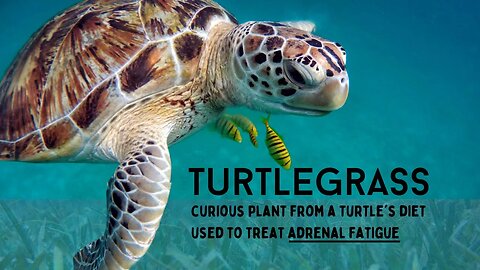 Medicinal Plants Episode 3: Turtlegrass