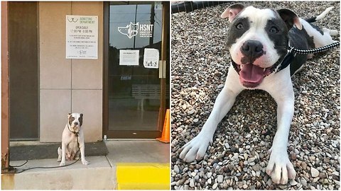 Dog Abandoned At the door entrance as she was waiting for a new life