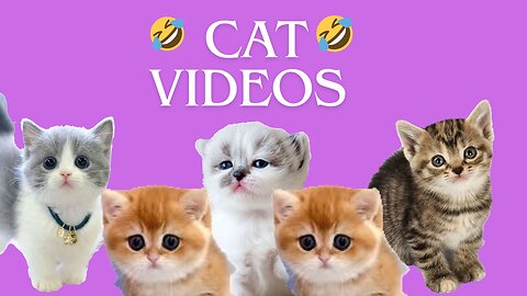 fanny cat videos ! fanny cat video
