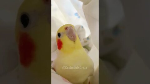 Cute Cockatiel Charlie playing Peek-a-Boo ❤️ 😍 #featheredfriends