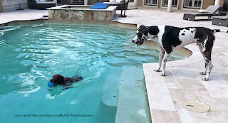 Water-loving Dog Tries To Convince Great Dane To Jump In Pool
