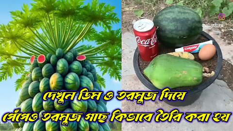 See how papaya and watermelon can grow in one plant