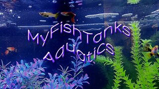 MFTAQ - Fish Talk Friday's Live Stream #33 12ET / 11CT