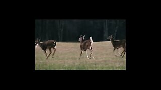 Deer in Georgia