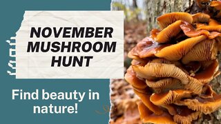 Mushroom Hunting in an unexpected November Rain Storm. Turkey Tail, Oysters and Velvet Shank