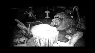 Wildlife Feeder Time-lapse During Snow Storm