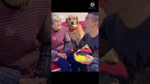 dog funny videos || dog tiktok || dog instagram ||dog training