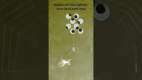 Spiders 🕸️ Why they are so Sweet 🍭