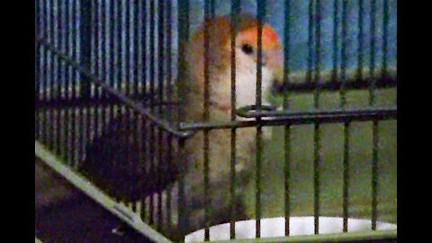 IECV PBV #111 - 👀 Peanut Doing Her Dance In The Cage 🐤5-30-2019