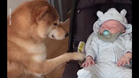 Adorable Dog Rocking Baby In Chair
