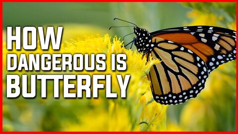 HOW DANEROUS IS BUTTERFLY | SECRET LIFE OF BUTTERFLY | BUTTERFLY | BEAUTY | INSECT