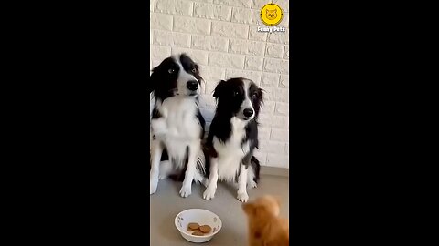 funny dog video 😂😂😂