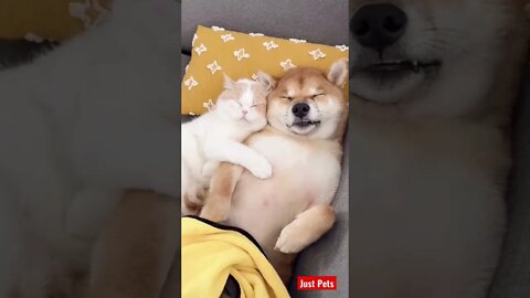 Caption this #shorts #cute #funnyvideos #cat #dog