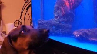 Aquarium glass the only thing separating playful dog and fish