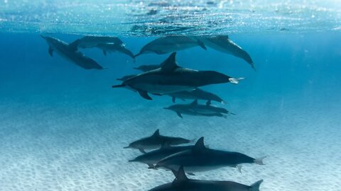 dolphin best video ,#dolphin video clip#