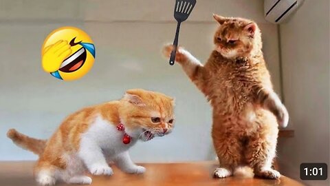 funny animal videos 😆