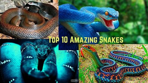 Top 10 amazingly rare snakes