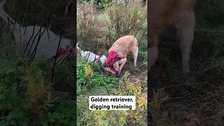 Golden retriever, digging training ￼ #retriever #dogbreed #goldenretrievers #pei