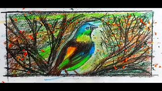 How to draw and paint a wild bird from Brazil with colored pencils