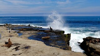 Relax with Waves and Sea Lions