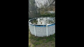 Ducks in your pool
