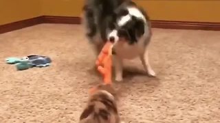 Australian Shepherd entertains puppy with game of tug-of-war
