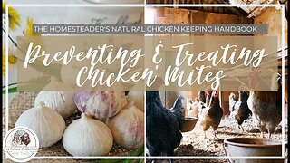 NATURALLY Prevent and TREAT Chicken MITES and LICE