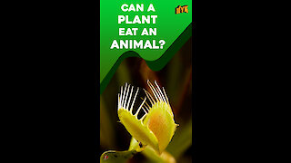 What if plants could eat animals? *