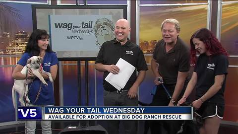 Wag Your Tail Wednesday: Hannah and Rogue each need a "FURever" home