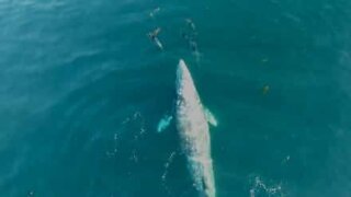 Whale and dolphins play together during migration!