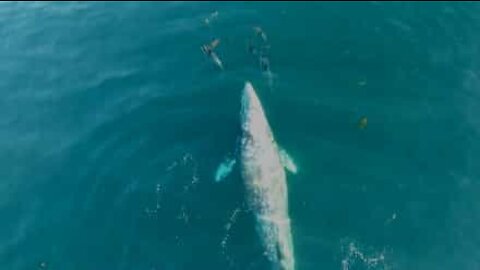 Whale and dolphins play together during migration!