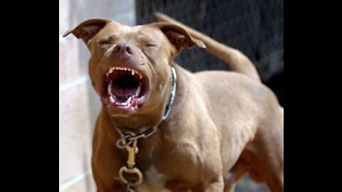 How To Make Your Dog Become Fully Aggressive With A Few Easy Tips!