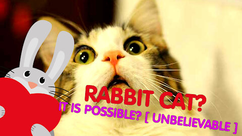 RABBIT CAT? IT IS POSSIBLE? [ UNBELIEVABLE ]
