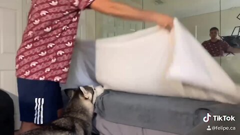 Weirdo Dog Does Something Unusual Every Time Owner Makes The Bed
