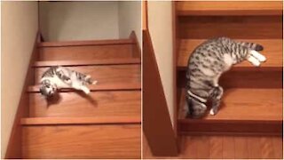 Gatto pigro scende le scale scivolando